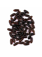 Künstliche Maden Angel Köder Trende