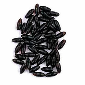 Künstliche Maden Angel Köder Trendex Caster Kunstmaden -...