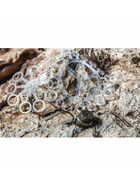 Bait Elastic Band fr Boilies Pellets Pelletband - 5,5 mm