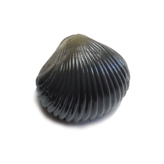 Angelkder fr Karpfen knstliche Muscheln mix
