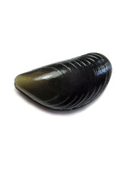 Angelköder für Karpfen künstliche Muscheln mi