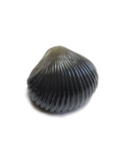 Angelköder für Karpfen künstliche Muscheln mi