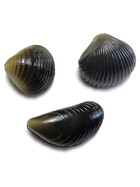 Angelköder für Karpfen künstliche Muscheln mi